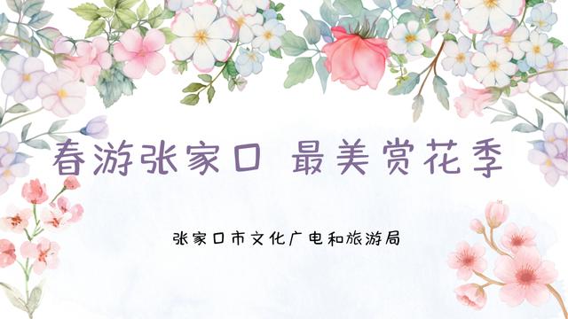 2025年“春游張家口 最美賞花季”新聞發(fā)布會成功召開(圖6)