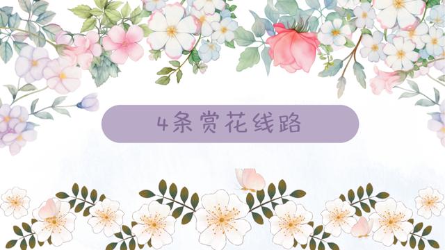 2025年“春游張家口 最美賞花季”新聞發(fā)布會成功召開(圖5)
