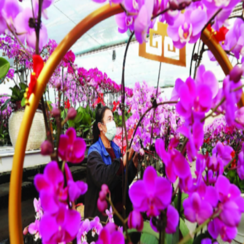張家口經(jīng)開(kāi)區(qū)春節(jié)近年花俏