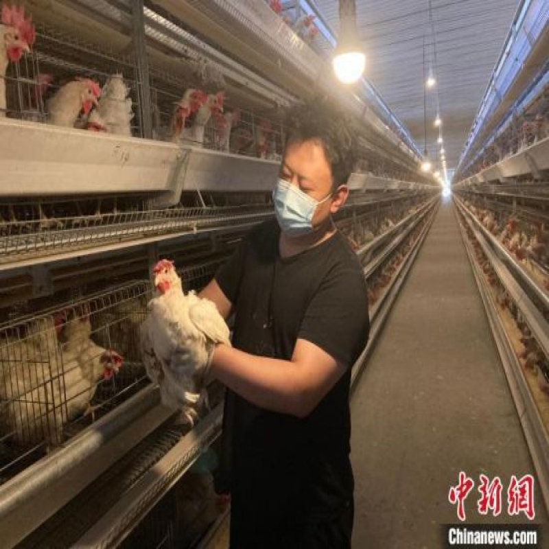 河北武強開啟養殖新模式 “90后”小伙自動化養雞奔上致富路