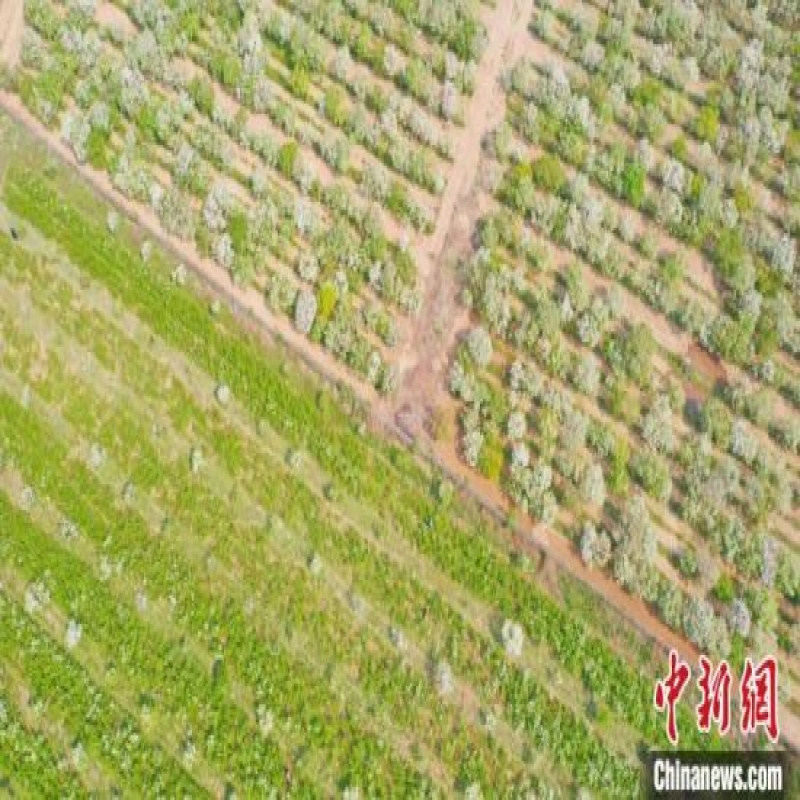 栽植面積近2萬畝 文冠果成河北邱縣農民致富“金果果”