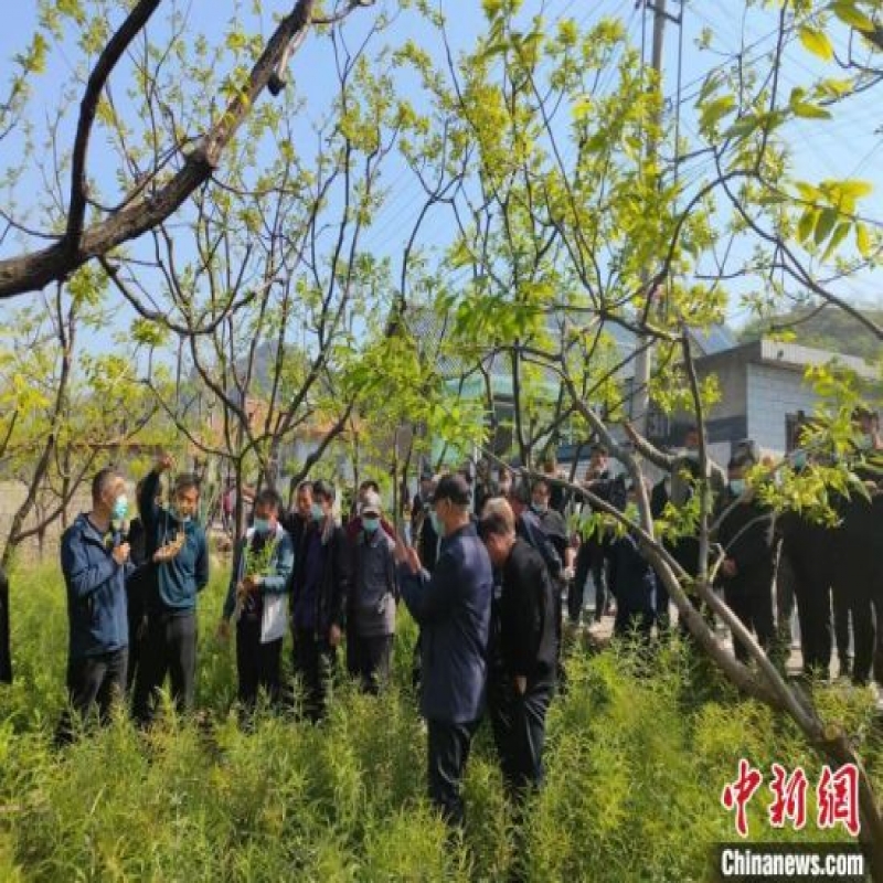 河北興隆：林下種藥材 綠色發展有“良方”